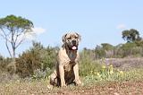 CANE CORSO 341